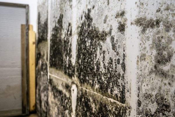 Understanding Black Mold in Basement Walls - South Shore Basement Finishing 